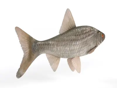 Roach Fish 3D model buy