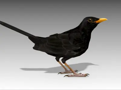 Blackbird 3D model