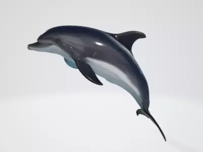 Dolphin 3D model purchase