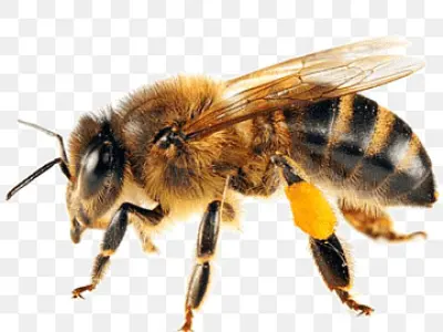 bee insect Low-poly 3D model