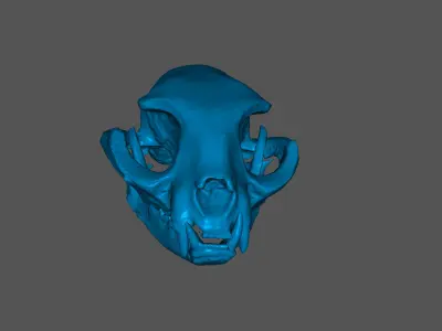 Cat skull Low-poly 3D model