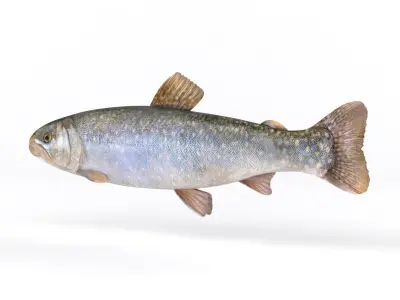 Fresh Char Fish 3D model