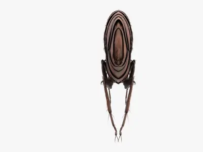 Realistic Flea Low-poly 3D model