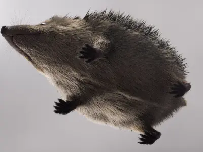 Hedgehog European Fur 3D model
