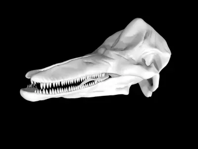 Dolphin skull Low-poly 3D model