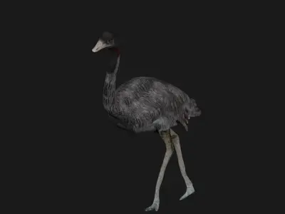 Emu and Ostrich birds 3D model