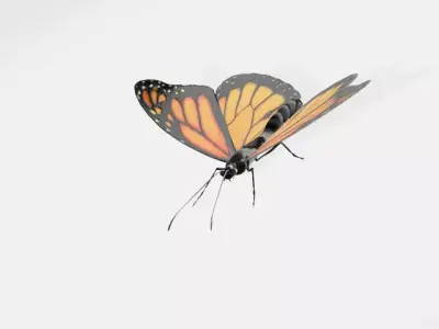 butterfly 3D model 9