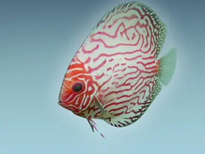 Discus Fish 6 3D model