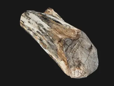 Tree trunk wood 3d scan in highpoly 3D model