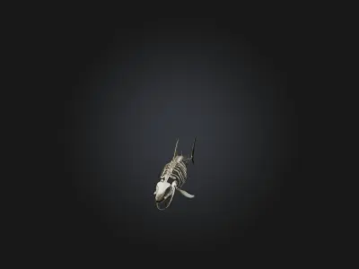 Realistic Shark Skeleton Model Low-poly 3D model