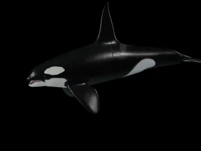 Killer Whale 3D model shop