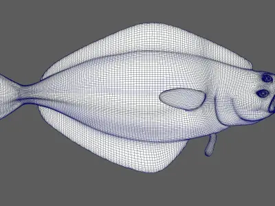 Atlantic Halibut Free low-poly 3D model
