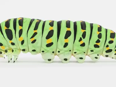 -Old World Swallowtail Caterpillar - Papilio Machaon- 3D model