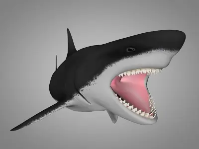 Shark killer whale Low-poly 3D model