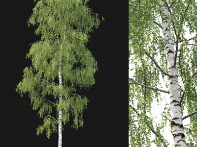 Birch forest part 06 3D model
