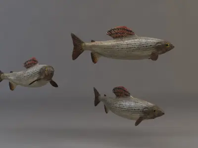 Fish 3D 3D model