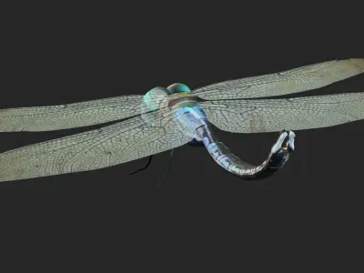 Dradon Fly Low-poly 3D model