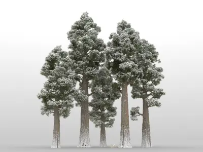 40 Conifer Trees with snow 3D model