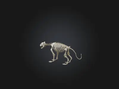 Realistic Tiger Skeleton Model Low-poly 3D model
