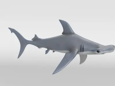 Hammerhead Shark 3D model shop