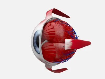 Eye anatomy 3D model