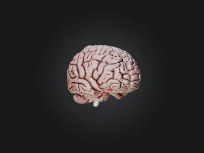 brain Low-poly 3D model