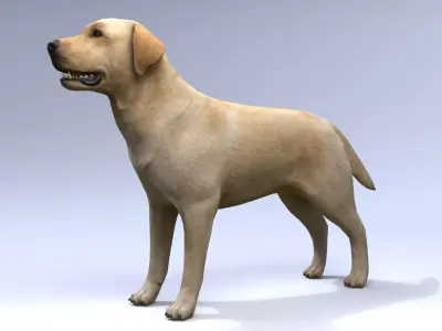 Labrador retriever Low-poly 3D model purchase