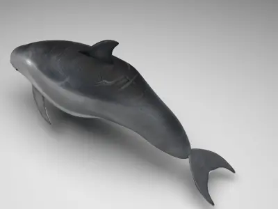 Dolphin Bottlenose 3D model purchase