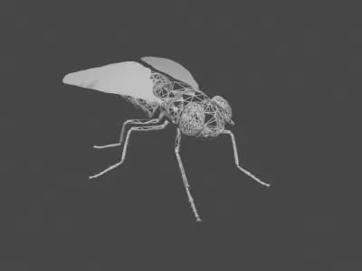 FLY INSECT 3D model buy