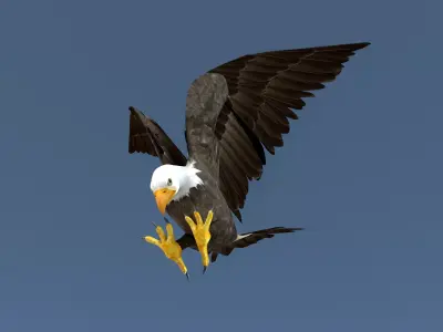 White Headed Eagle 3D model