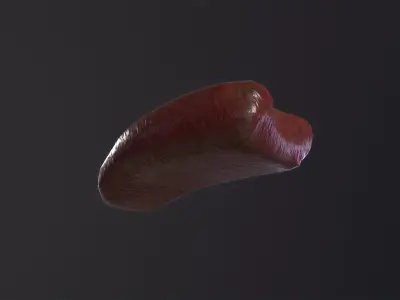 Severed Tongue 3D Model Low-poly 3D model