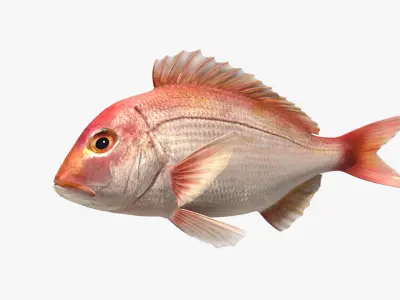 Snapper (Animated) 3D model
