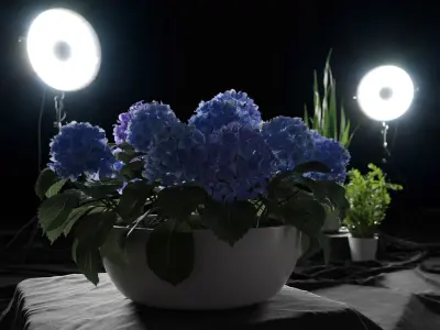  Large Mophead Hydrangea Plant Model, Blue  buy