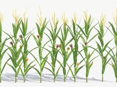  Agricultural Corn Field 