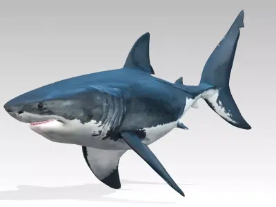 Great White Shark Low-poly 3D model 14