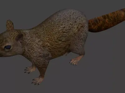 Squirrel Low-poly 3D model get