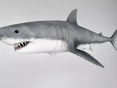 Great White Shark 3D model purchase