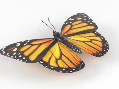 Butterfly 3D model 8