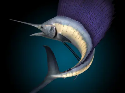 Sailfish 3D model purchase