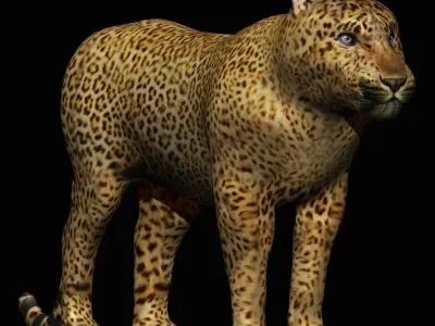 Leopard 3D model purchase