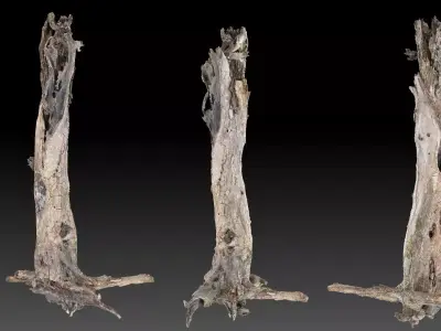 Dead old tree of the real world 3d scan in highpoly 3D model