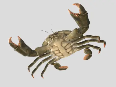 Crabs crab 3D model
