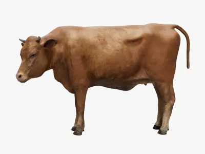  Cow NoFur Rigged 3D 