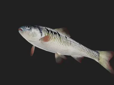 Carp fish Low-poly 3D model
