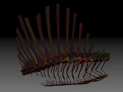 Dinosaur Spinosaurus Spine Ribs Skeletons Set 3D model