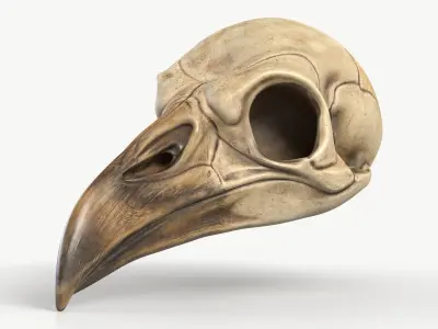 Bird Skull 2 3D model