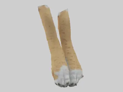 Lynx Paws Model Low-poly 3D model
