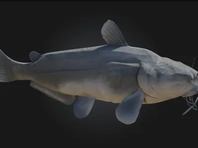 Catfish Calm Realistic Freshwater Fish Model 3D model
