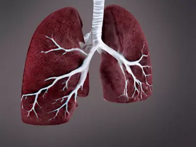 Human Lungs 3D print model