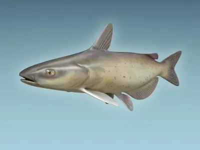 Cat Fish 3D model